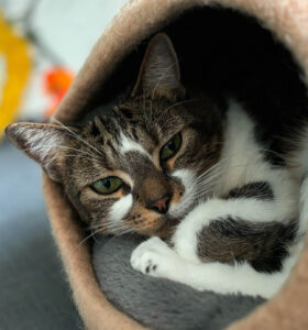 CAT_home_middle_comp