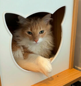 CAT_home_right_comp