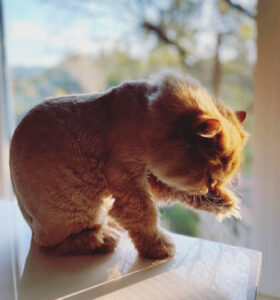 Cat_Fluffy