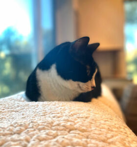 Cat_Loaf