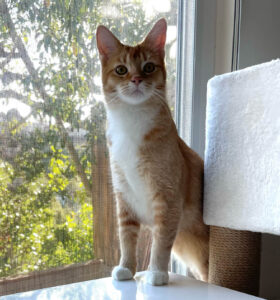 Cat_Orange