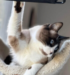 Cat_White